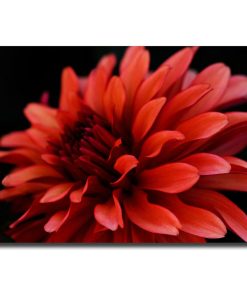 ''Red Dahlia'' Canvas Wall Art