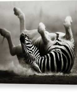 Zebra rolling Canvas Print